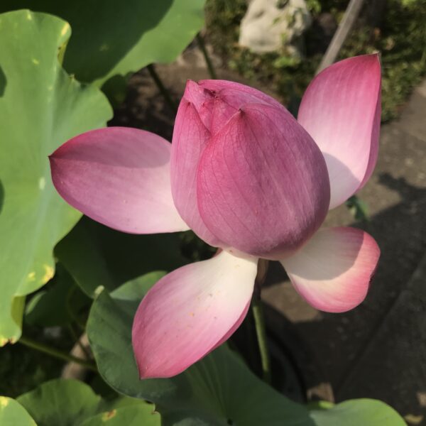 夏季休業のお知らせ