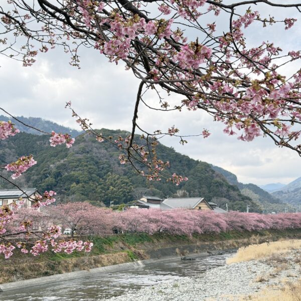 河津桜
