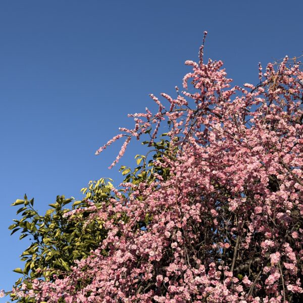 手にするものは