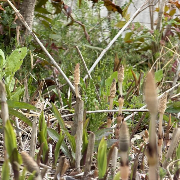 いつも邪魔をするのは