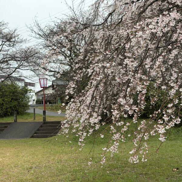 38年ぶりの桜