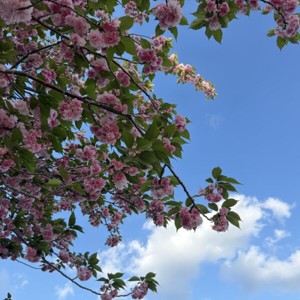 言われたことをやる