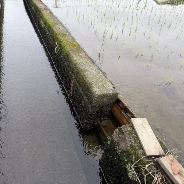 水の都